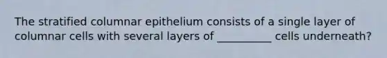 The stratified columnar epithelium consists of a single layer of columnar cells with several layers of __________ cells underneath?