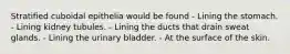 Stratified cuboidal epithelia would be found - Lining the stomach. - Lining kidney tubules. - Lining the ducts that drain sweat glands. - Lining the urinary bladder. - At the surface of the skin.
