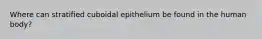 Where can stratified cuboidal epithelium be found in the human body?