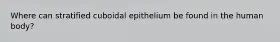 Where can stratified cuboidal epithelium be found in the human body?