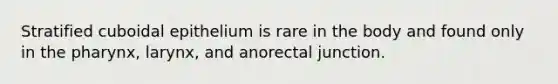 Stratified cuboidal epithelium is rare in the body and found only in the pharynx, larynx, and anorectal junction.