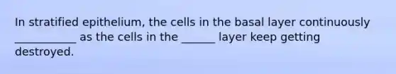 In stratified epithelium, the cells in the basal layer continuously ___________ as the cells in the ______ layer keep getting destroyed.