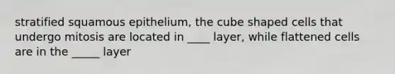 stratified squamous epithelium, the cube shaped cells that undergo mitosis are located in ____ layer, while flattened cells are in the _____ layer