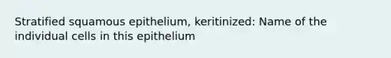 Stratified squamous epithelium, keritinized: Name of the individual cells in this epithelium