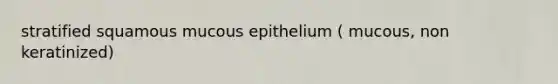 stratified squamous mucous epithelium ( mucous, non keratinized)