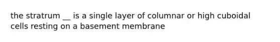 the stratrum __ is a single layer of columnar or high cuboidal cells resting on a basement membrane