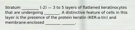 Stratum _________ (-2) — 3 to 5 layers of flattened keratinocytes that are undergoing ________. A distinctive feature of cells in this layer is the presence of the protein keratin (KER-a-tin) and membrane-enclosed ________ _______.