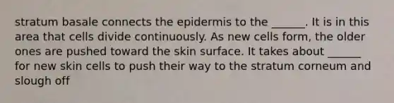 stratum basale connects the epidermis to the ______. It is in this area that cells divide continuously. As new cells form, the older ones are pushed toward the skin surface. It takes about ______ for new skin cells to push their way to the stratum corneum and slough off