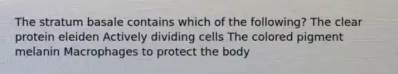 The stratum basale contains which of the following? The clear protein eleiden Actively dividing cells The colored pigment melanin Macrophages to protect the body