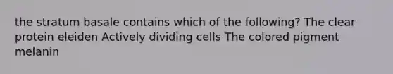 the stratum basale contains which of the following? The clear protein eleiden Actively dividing cells The colored pigment melanin