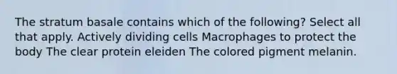 The stratum basale contains which of the following? Select all that apply. Actively dividing cells Macrophages to protect the body The clear protein eleiden The colored pigment melanin.