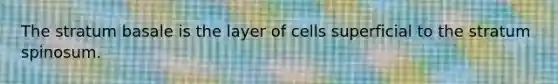 The stratum basale is the layer of cells superficial to the stratum spinosum.