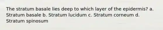 The stratum basale lies deep to which layer of the epidermis? a. Stratum basale b. Stratum lucidum c. Stratum corneum d. Stratum spinosum