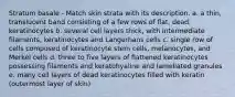 Stratum basale - Match skin strata with its description. a. a thin, translucent band consisting of a few rows of flat, dead, keratinocytes b. several cell layers thick, with intermediate filaments, keratinocytes and Langerhans cells c. single row of cells composed of keratinocyte stem cells, melanocytes, and Merkel cells d. three to five layers of flattened keratinocytes possessing filaments and keratohyaline and lamellated granules e. many cell layers of dead keratinocytes filled with keratin (outermost layer of skin)