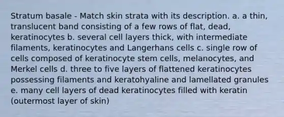 Stratum basale - Match skin strata with its description. a. a thin, translucent band consisting of a few rows of flat, dead, keratinocytes b. several cell layers thick, with intermediate filaments, keratinocytes and Langerhans cells c. single row of cells composed of keratinocyte stem cells, melanocytes, and Merkel cells d. three to five layers of flattened keratinocytes possessing filaments and keratohyaline and lamellated granules e. many cell layers of dead keratinocytes filled with keratin (outermost layer of skin)