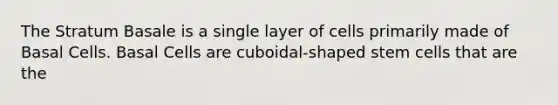 The Stratum Basale is a single layer of cells primarily made of Basal Cells. Basal Cells are cuboidal-shaped stem cells that are the