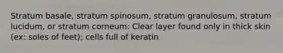 Stratum basale, stratum spinosum, stratum granulosum, stratum lucidum, or stratum corneum: Clear layer found only in thick skin (ex: soles of feet); cells full of keratin