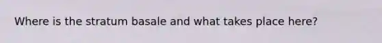 Where is the stratum basale and what takes place here?
