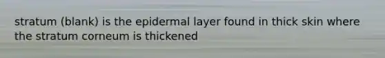 stratum (blank) is the epidermal layer found in thick skin where the stratum corneum is thickened