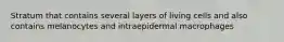 Stratum that contains several layers of living cells and also contains melanocytes and intraepidermal macrophages