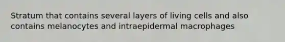 Stratum that contains several layers of living cells and also contains melanocytes and intraepidermal macrophages