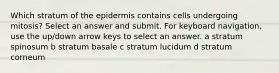 Which stratum of the epidermis contains cells undergoing mitosis? Select an answer and submit. For keyboard navigation, use the up/down arrow keys to select an answer. a stratum spinosum b stratum basale c stratum lucidum d stratum corneum