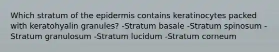 Which stratum of the epidermis contains keratinocytes packed with keratohyalin granules? -Stratum basale -Stratum spinosum -Stratum granulosum -Stratum lucidum -Stratum corneum