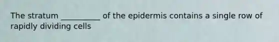 The stratum __________ of the epidermis contains a single row of rapidly dividing cells