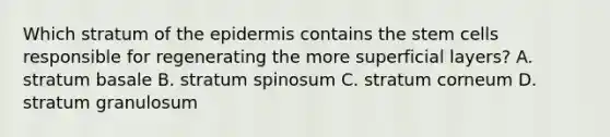 Which stratum of the epidermis contains the stem cells responsible for regenerating the more superficial layers? A. stratum basale B. stratum spinosum C. stratum corneum D. stratum granulosum