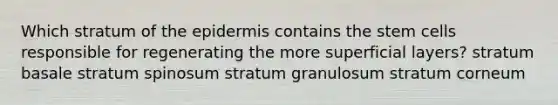 Which stratum of the epidermis contains the stem cells responsible for regenerating the more superficial layers? stratum basale stratum spinosum stratum granulosum stratum corneum