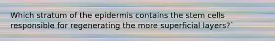 Which stratum of the epidermis contains the stem cells responsible for regenerating the more superficial layers?`