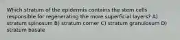 Which stratum of the epidermis contains the stem cells responsible for regenerating the more superficial layers? A) stratum spinosum B) stratum corner C) stratum granulosum D) stratum basale