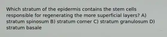 Which stratum of <a href='https://www.questionai.com/knowledge/kBFgQMpq6s-the-epidermis' class='anchor-knowledge'>the epidermis</a> contains the stem cells responsible for regenerating the more superficial layers? A) stratum spinosum B) stratum corner C) stratum granulosum D) stratum basale