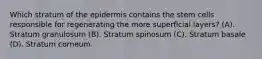 Which stratum of the epidermis contains the stem cells responsible for regenerating the more superficial layers? (A). Stratum granulosum (B). Stratum spinosum (C). Stratum basale (D). Stratum corneum