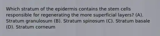 Which stratum of the epidermis contains the stem cells responsible for regenerating the more superficial layers? (A). Stratum granulosum (B). Stratum spinosum (C). Stratum basale (D). Stratum corneum