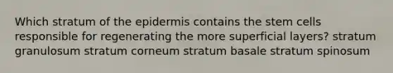 Which stratum of the epidermis contains the stem cells responsible for regenerating the more superficial layers? stratum granulosum stratum corneum stratum basale stratum spinosum