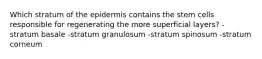 Which stratum of the epidermis contains the stem cells responsible for regenerating the more superficial layers? -stratum basale -stratum granulosum -stratum spinosum -stratum corneum