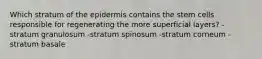 Which stratum of the epidermis contains the stem cells responsible for regenerating the more superficial layers? -stratum granulosum -stratum spinosum -stratum corneum -stratum basale