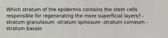 Which stratum of the epidermis contains the stem cells responsible for regenerating the more superficial layers? -stratum granulosum -stratum spinosum -stratum corneum -stratum basale