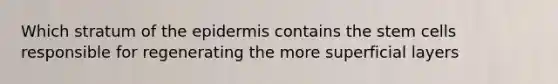 Which stratum of the epidermis contains the stem cells responsible for regenerating the more superficial layers