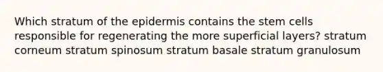 Which stratum of <a href='https://www.questionai.com/knowledge/kBFgQMpq6s-the-epidermis' class='anchor-knowledge'>the epidermis</a> contains the stem cells responsible for regenerating the more superficial layers? stratum corneum stratum spinosum stratum basale stratum granulosum