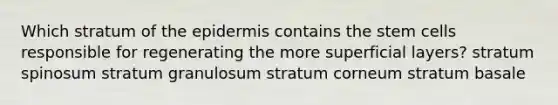 Which stratum of the epidermis contains the stem cells responsible for regenerating the more superficial layers? stratum spinosum stratum granulosum stratum corneum stratum basale