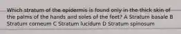 Which stratum of the epidermis is found only in the thick skin of the palms of the hands and soles of the feet? A Stratum basale B Stratum corneum C Stratum lucidum D Stratum spinosum