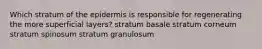 Which stratum of the epidermis is responsible for regenerating the more superficial layers? stratum basale stratum corneum stratum spinosum stratum granulosum