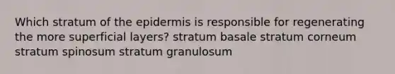 Which stratum of <a href='https://www.questionai.com/knowledge/kBFgQMpq6s-the-epidermis' class='anchor-knowledge'>the epidermis</a> is responsible for regenerating the more superficial layers? stratum basale stratum corneum stratum spinosum stratum granulosum