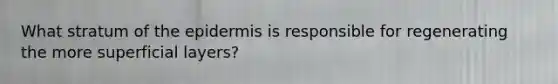 What stratum of <a href='https://www.questionai.com/knowledge/kBFgQMpq6s-the-epidermis' class='anchor-knowledge'>the epidermis</a> is responsible for regenerating the more superficial layers?