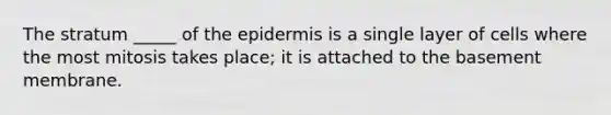 The stratum _____ of the epidermis is a single layer of cells where the most mitosis takes place; it is attached to the basement membrane.