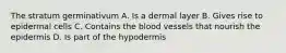 The stratum germinativum A. Is a dermal layer B. Gives rise to epidermal cells C. Contains the blood vessels that nourish the epidermis D. Is part of the hypodermis