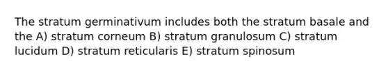 The stratum germinativum includes both the stratum basale and the A) stratum corneum B) stratum granulosum C) stratum lucidum D) stratum reticularis E) stratum spinosum