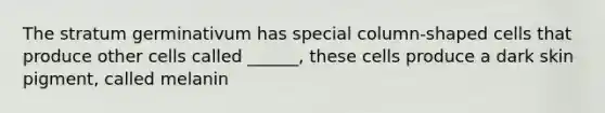 The stratum germinativum has special column-shaped cells that produce other cells called ______, these cells produce a dark skin pigment, called melanin